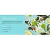 Eclatante Bergamote - Recharge Lampe Berger