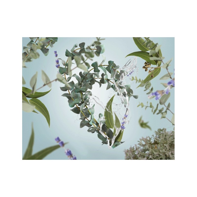 Fraicheur d Eucalyptus - Recharge Lampe Berger