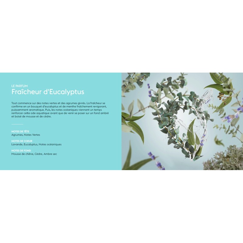 Fraicheur d Eucalyptus - Recharge Lampe Berger