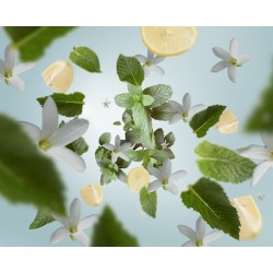 Menthe Fraiche - Recharge Lampe Berger