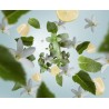 Menthe Fraiche - Recharge Lampe Berger
