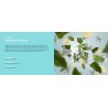 Menthe Fraiche - Recharge Lampe Berger