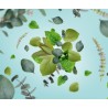 Seve Eternelle - Recharge Lampe Berger