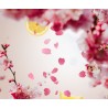 Cerisier en fleurs - Recharge Lampe Berger
