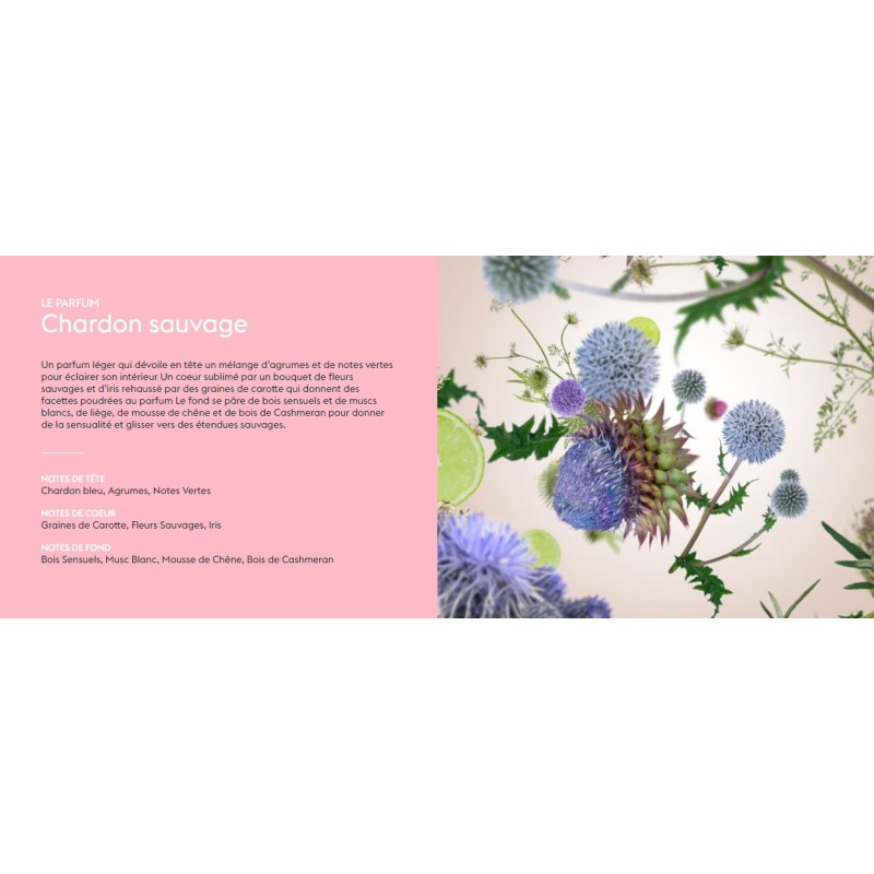 Chardon Sauvage - Recharge Lampe Berger