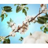 Caresse de Coton - Recharge Lampe Berger