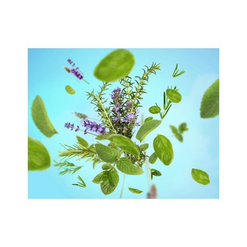 Aroma FOCUS - Recharge Lampe Berger