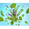 Aroma FOCUS - Recharge Lampe Berger