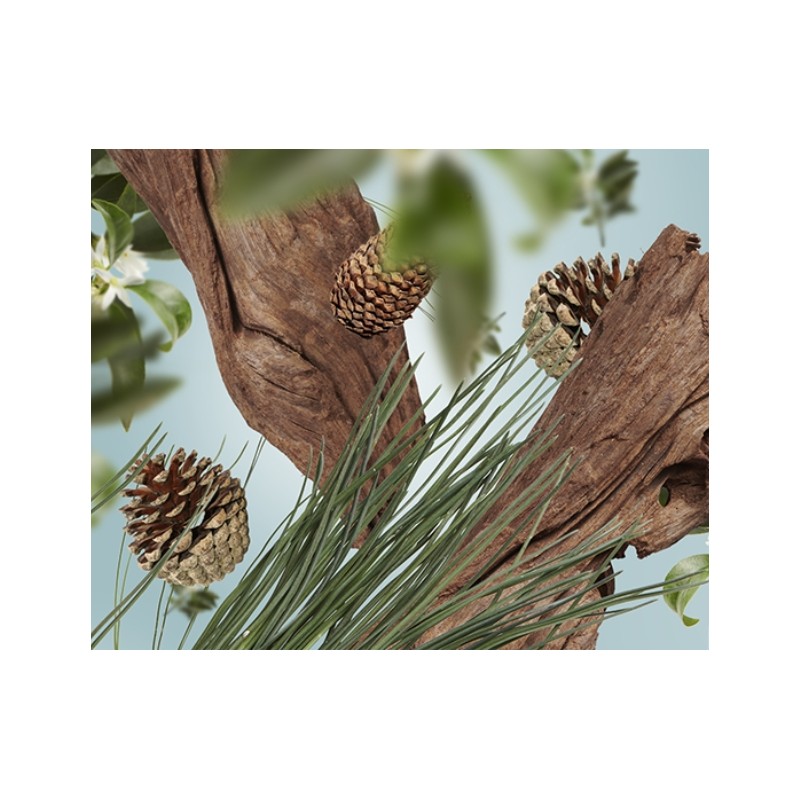 Au pied du Sapin - Recharge Lampe Berger