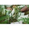 Coussin Banane 44x44 Vert Opaline