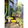 Gueridon ALFRED Desserte sur roulettes Cactus